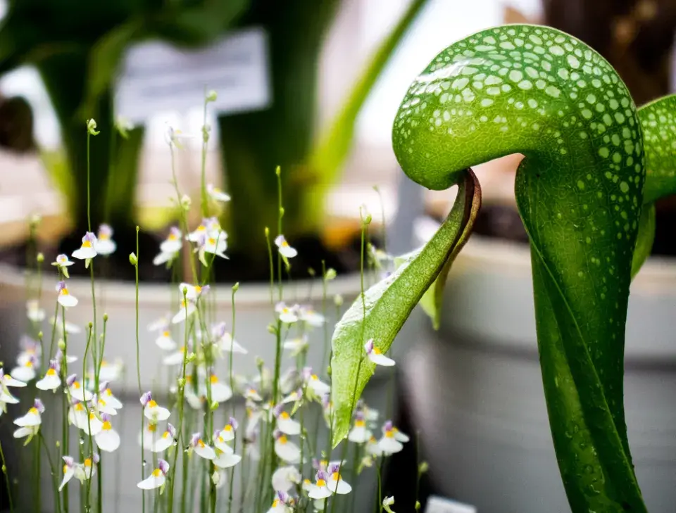 Rostliny k výsadbě do kyselých půd