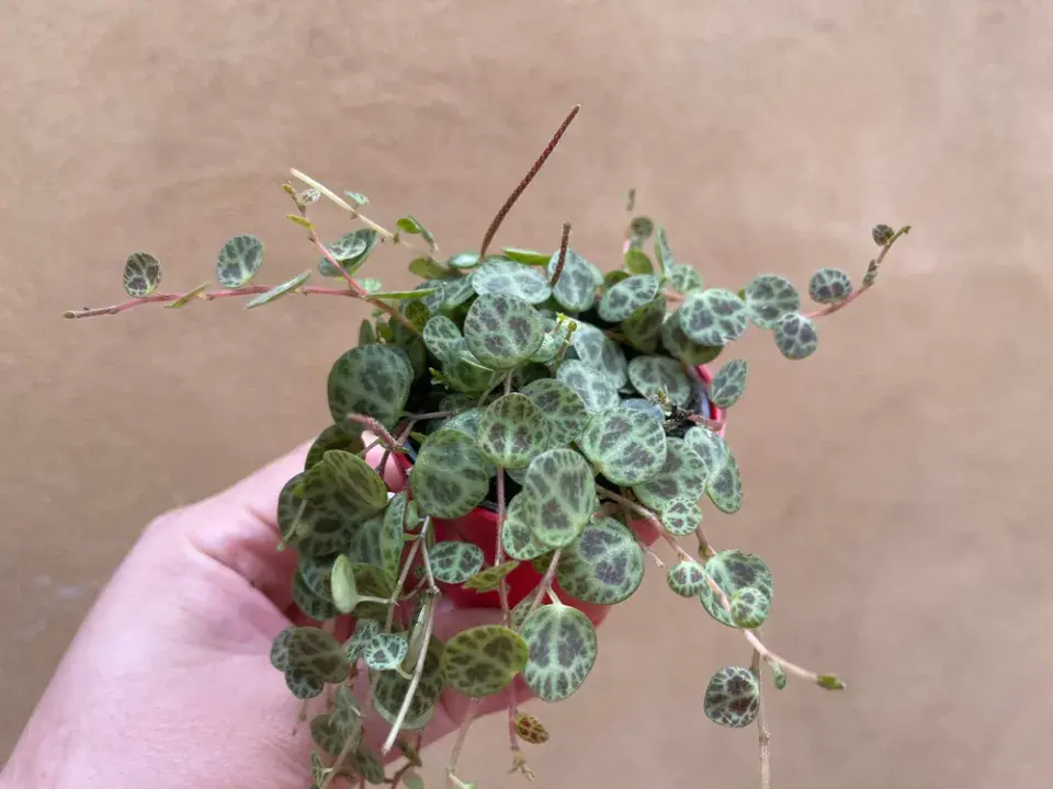 Pepřinec plazivý (Peperomia prostrata) 