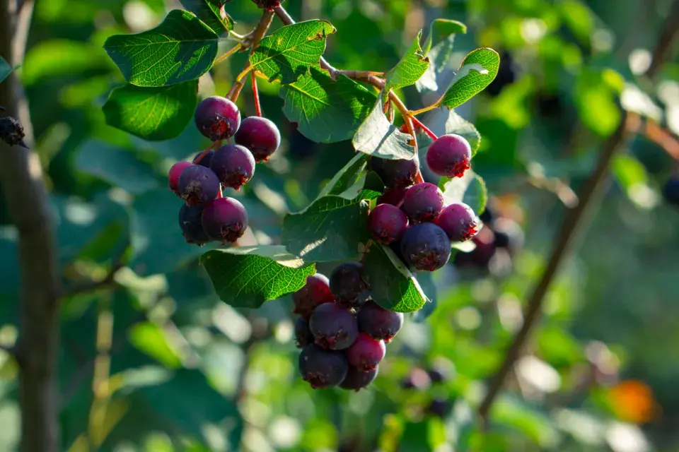 Čínské keře v Česku