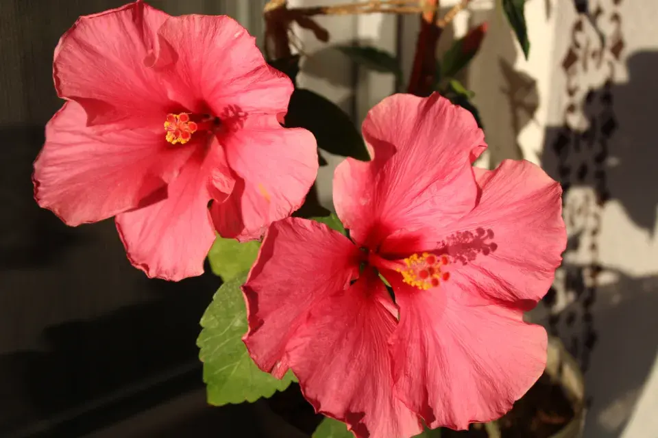 Péče o pokojové ibišky nekončí ani v zimě