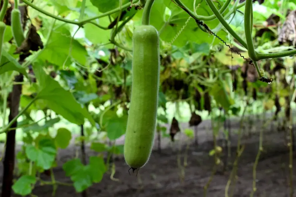 Kalabasa čili indická okurka jako univerzální zelenina