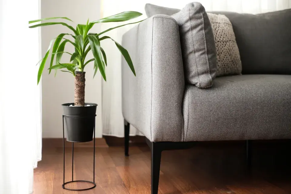 trendy v pokojových rostlinách