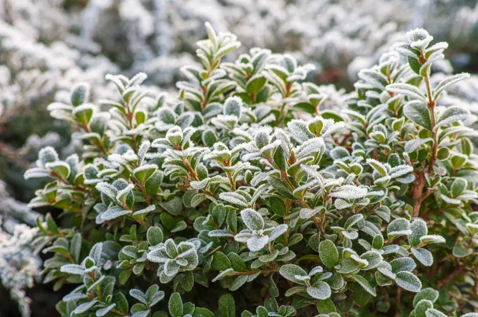 Stálezelená zima nikdy neomrzí