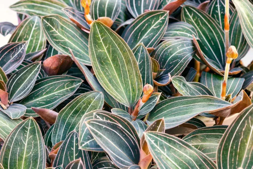 Ludisie (Ludisia discolor)