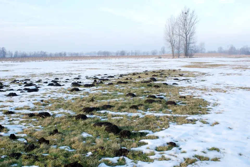 Krtek v zimě nespí