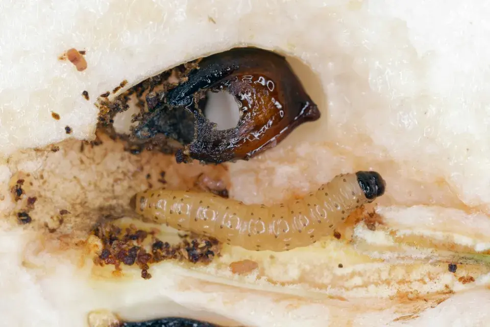 Housenka obaleče jablečného