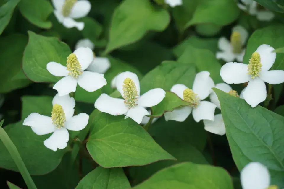 Odolné trvalky využijte jako podrost