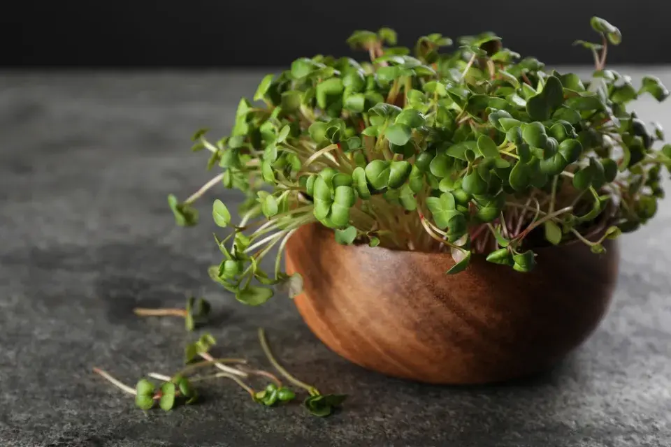 Microgreens 
