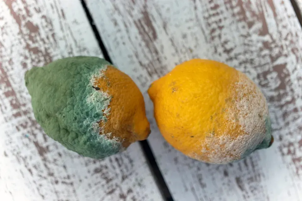 Peniciliová hniloba