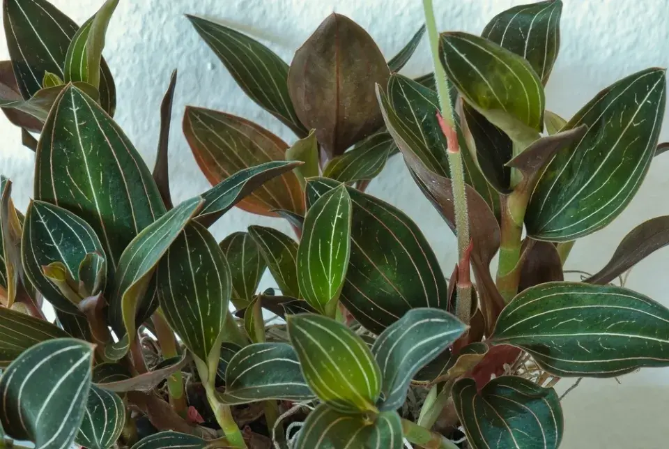 Ludisie (Ludisia discolor)