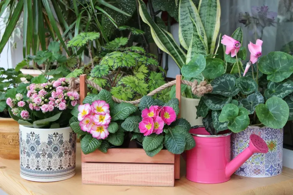 Pokojovky kvetoucí v lednu