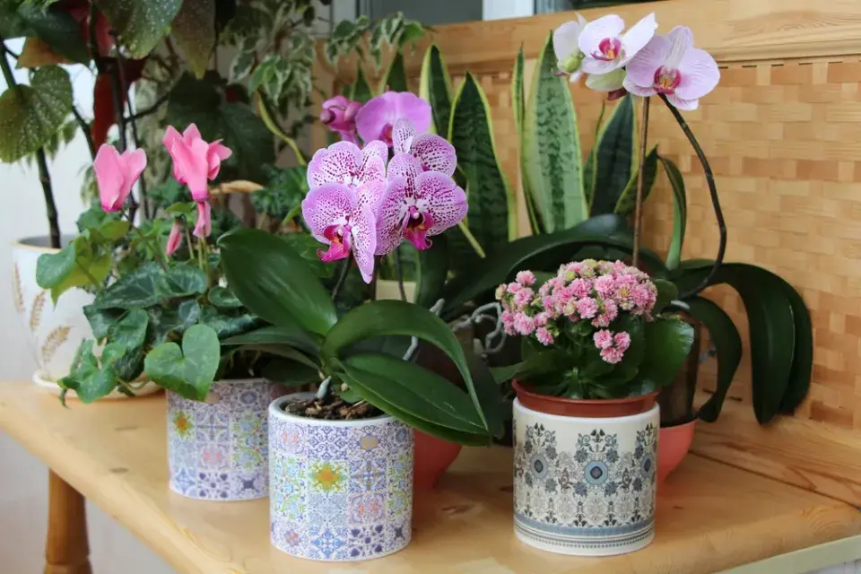 Pokojovky kvetoucí v lednu