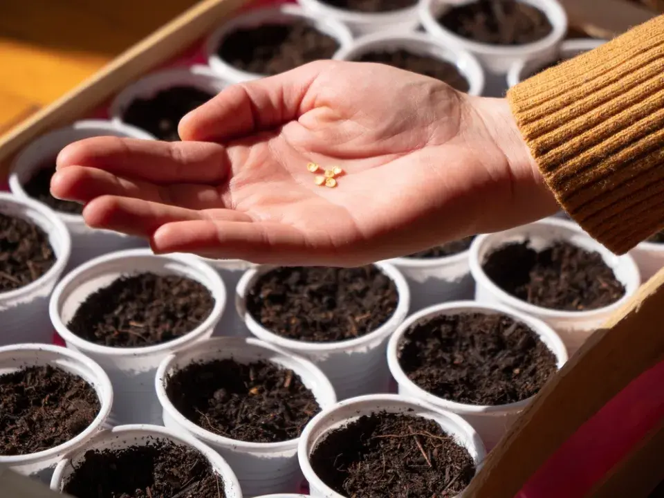 Výsev chilli papriček