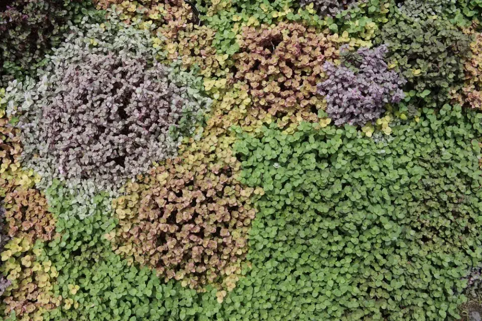 Kalísie plazivá (Callisia repens) 