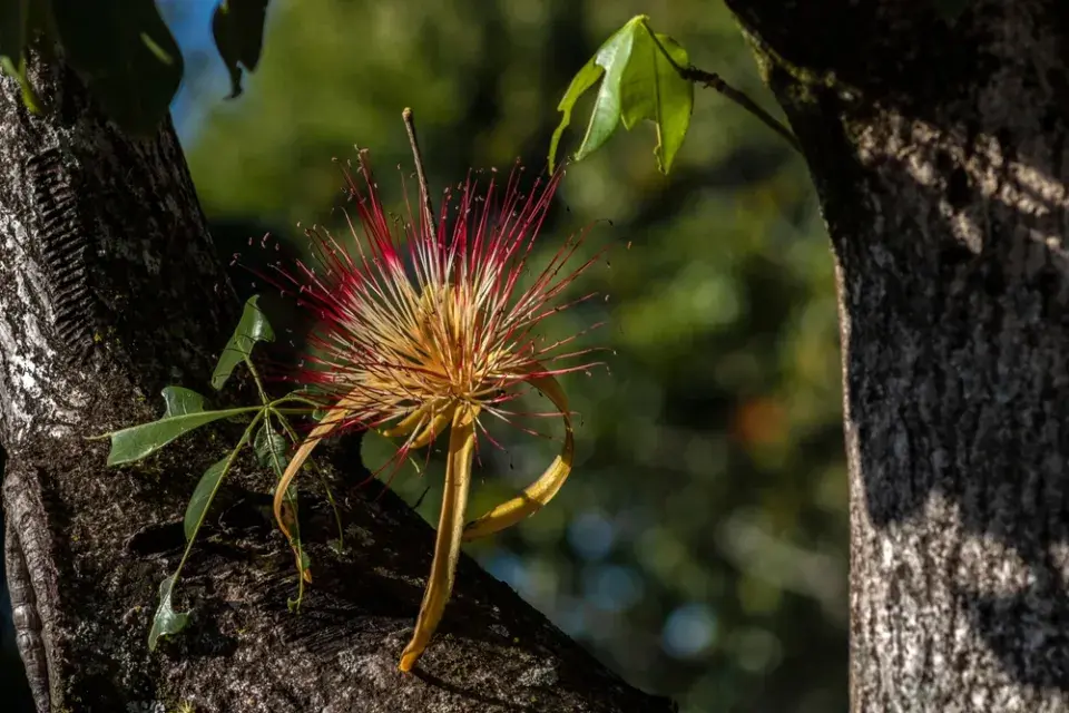 Pachira je spolehlivá, reprezentativní a dlouhověká pokojová rostlina