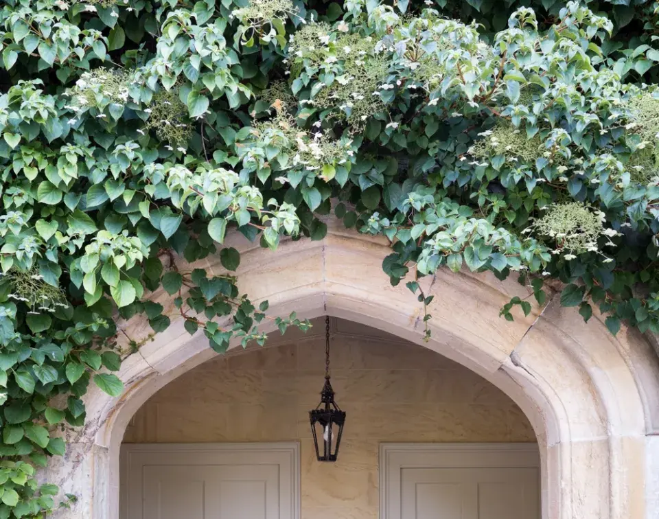 Hortenzie popínavá