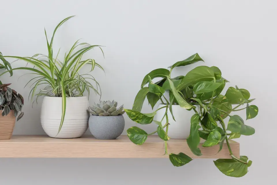 rostliny do kanceláře