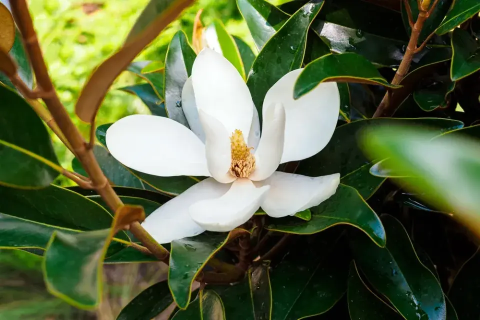 Magnolie velkokvětá