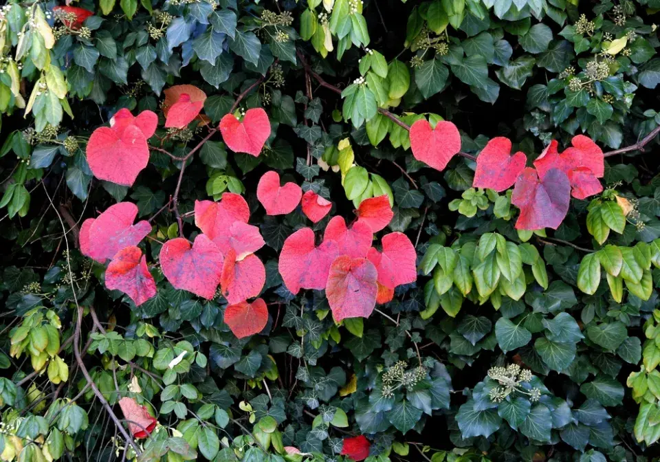 Podražec velkolistý vám vytvoří nad hlavou dokonalý baldachýn