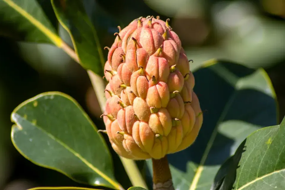 Magnolie velkokvětá