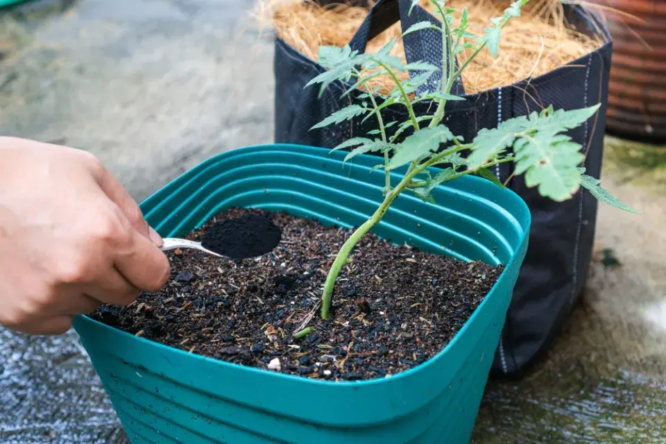Kyselá půda neznamená konec pěstování. Naučte se své půdě rozumět a pracovat s ní