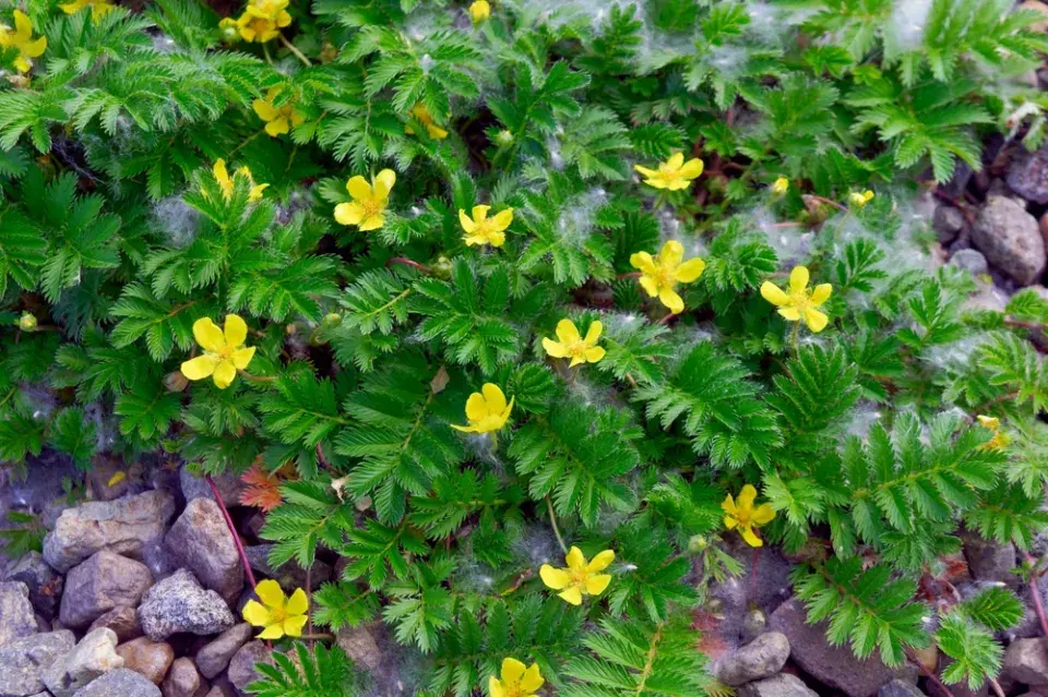 mochna husí (Potentilla anserina)