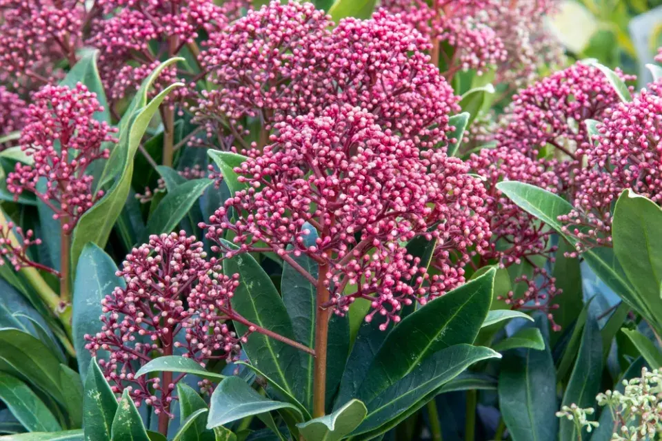 Skimmia