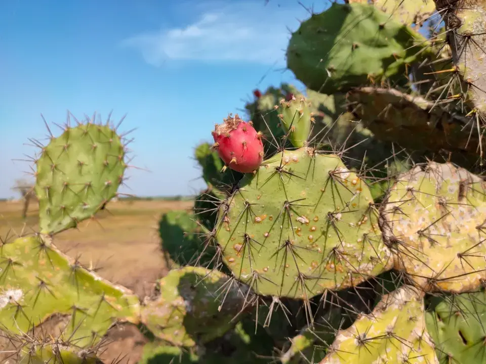 Opuncie je velmi trnitý kaktus