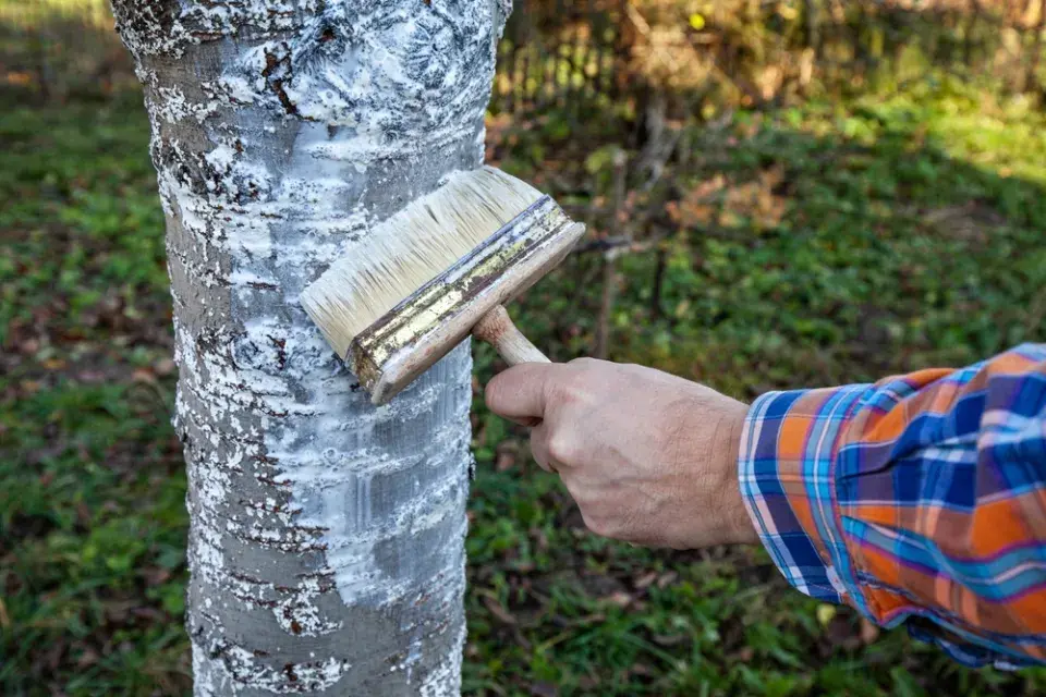 Nátěr kmenů