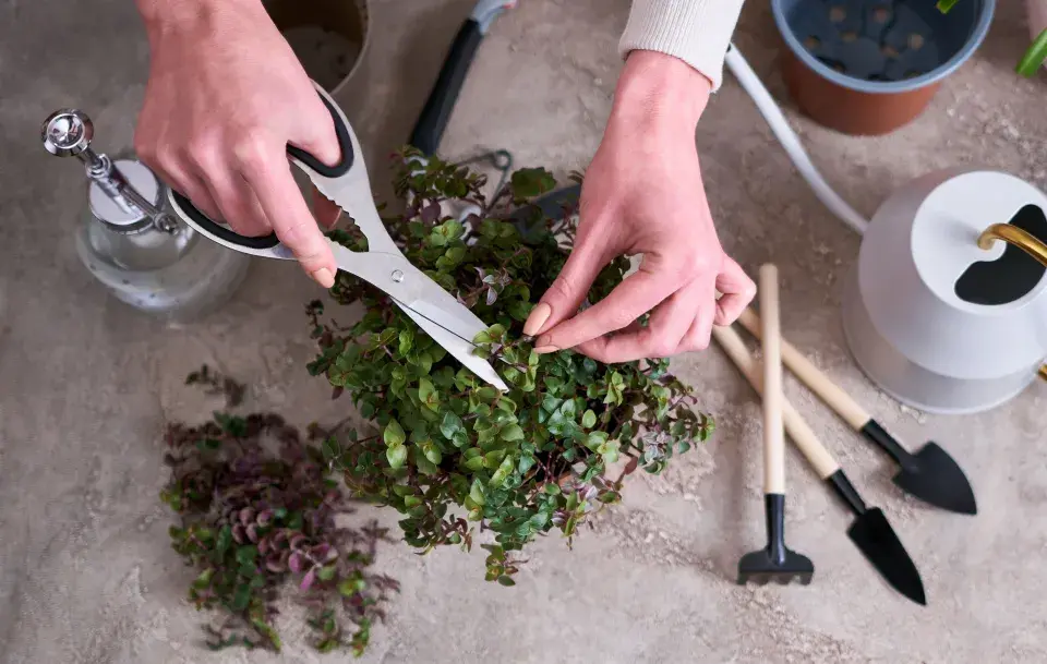Kalísie plazivá (Callisia repens) 