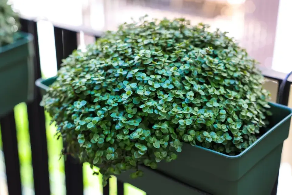 Kalísie plazivá (Callisia repens) 