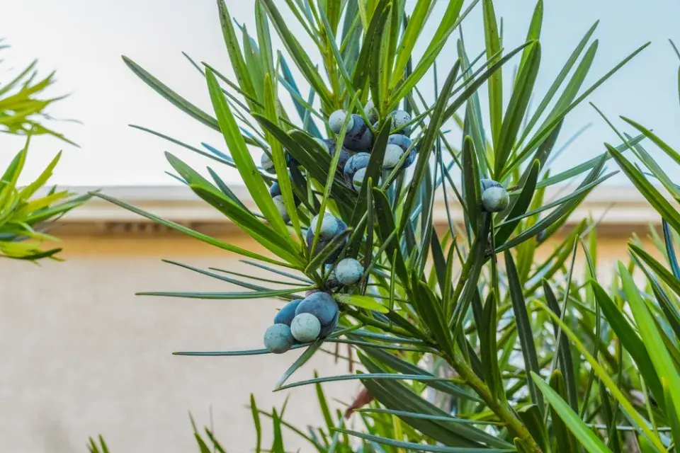 Strom moudrosti neboli nohoplod