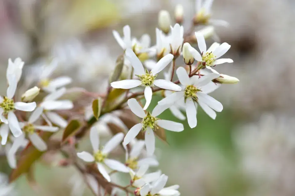 Čínské keře v Česku