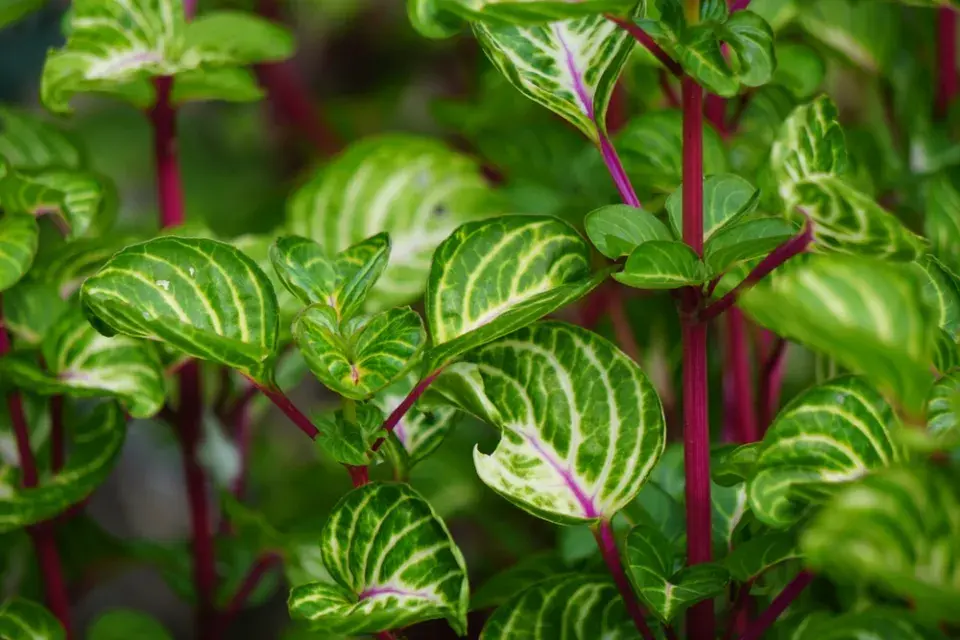 irezína (Iresine herbstii) 