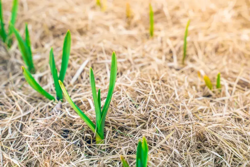 Výsadba česneku, pokud se tak nestalo na podzim a půda není zmrzlá