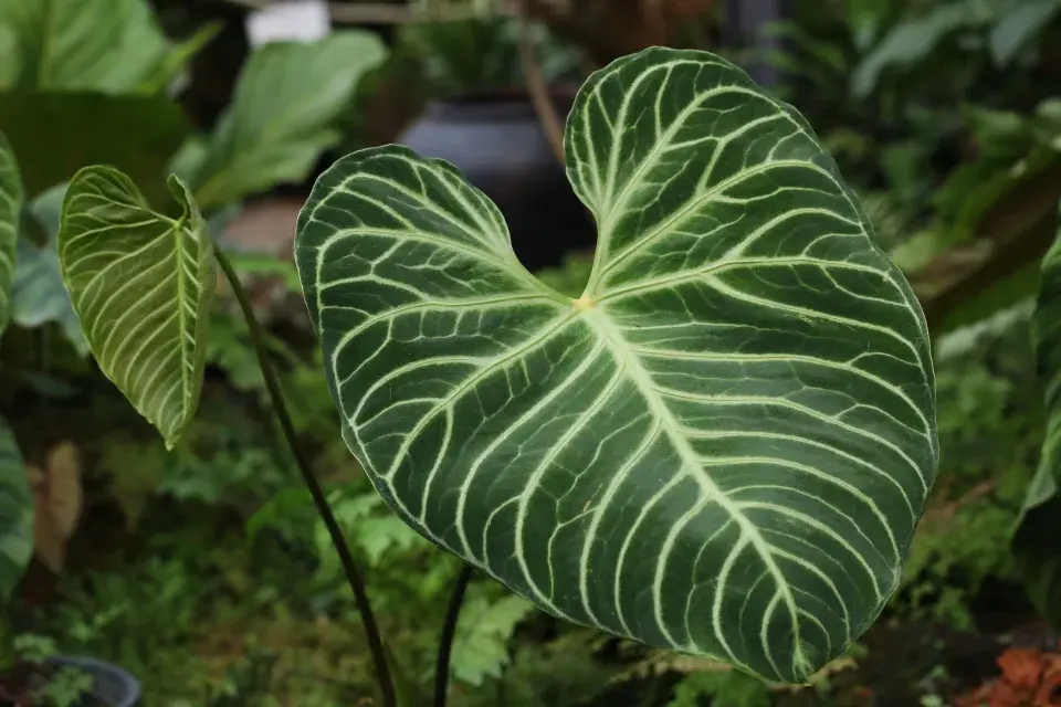 Nejdražší rostliny