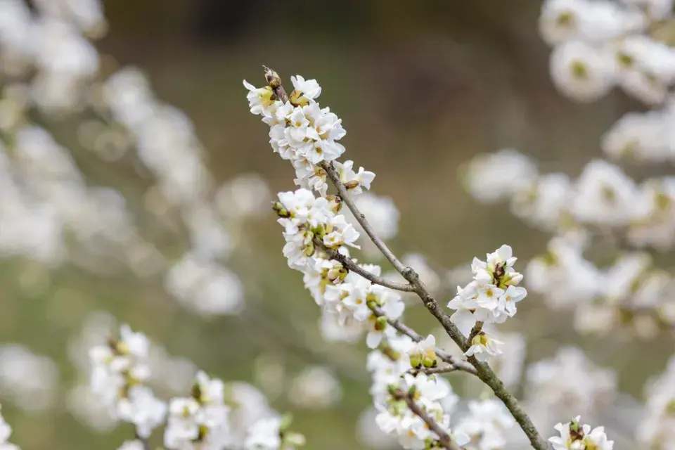 Lýkovce kvetou už na sněhu