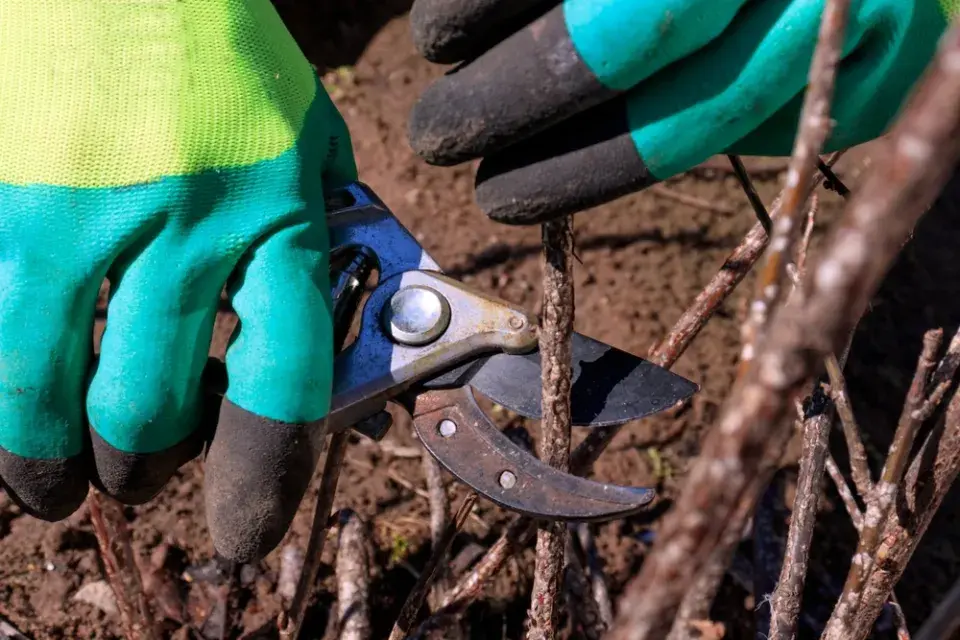 Řez rybízu a angreštu - zmlazení starších keřů v lednu
