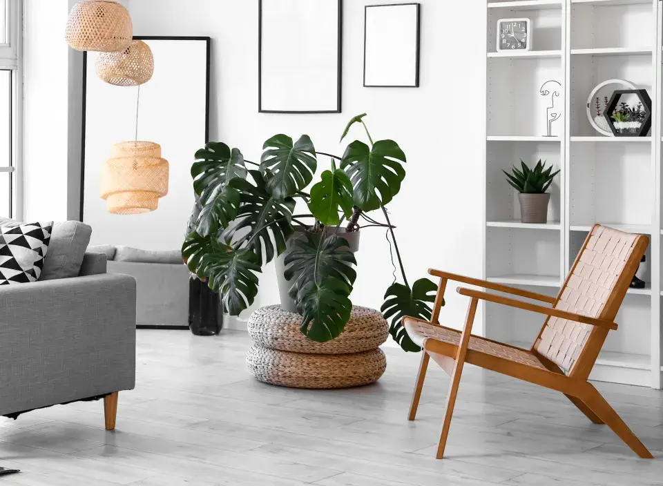 trendy v pokojových rostlinách