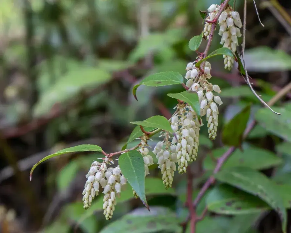 Rostliny k výsadbě do kyselých půd