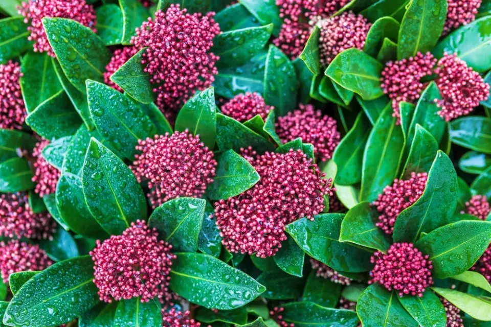 Skimmia