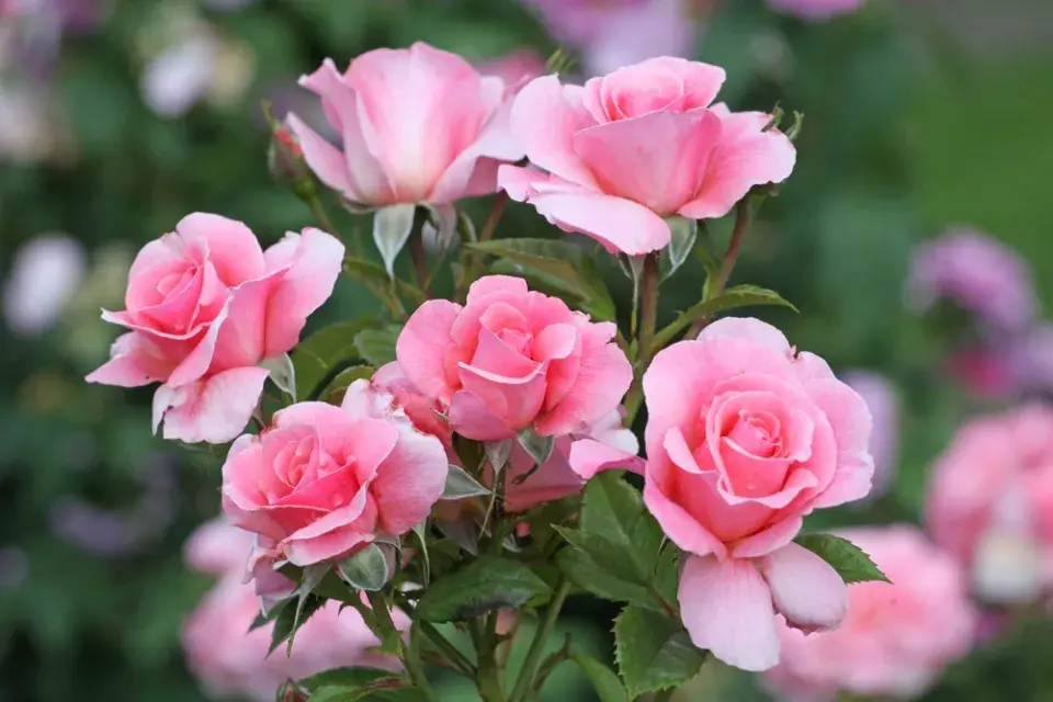 Růžová zahrada, kterou ale zdaleka netvoří jen růže