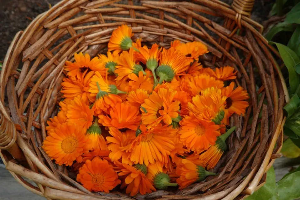 Měsíček lékařský 