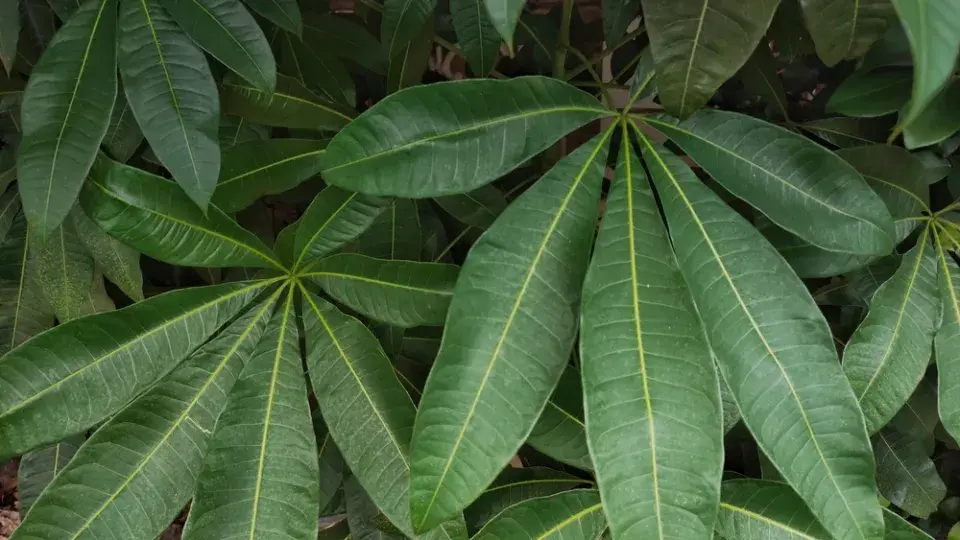 Pachira je spolehlivá, reprezentativní a dlouhověká pokojová rostlina