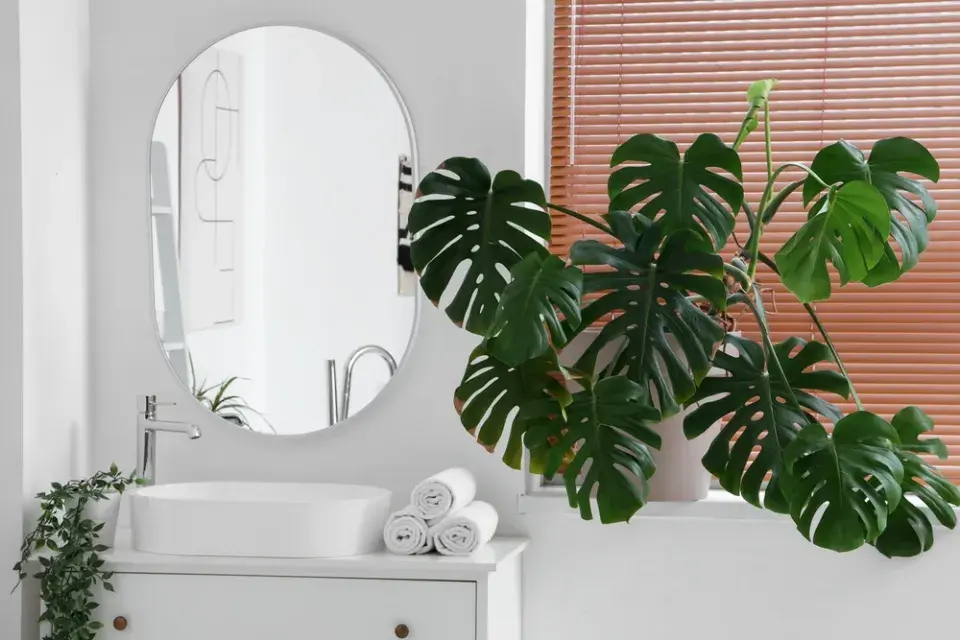 trendy v pokojových rostlinách