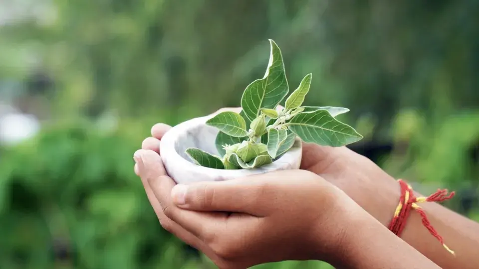 Ashwagandha je nenápadná rostlina s mimořádnou pověstí