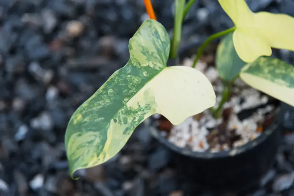 Nejdražší rostliny