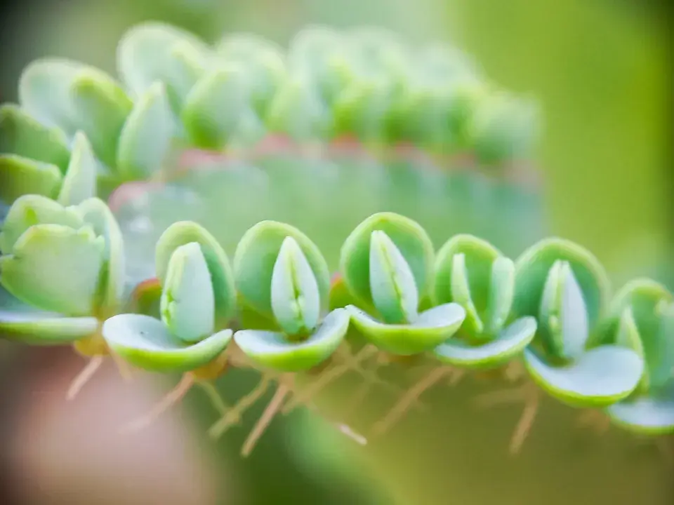 kalanchoe