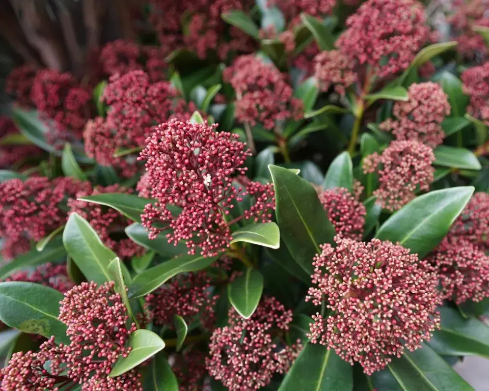 Skimmia