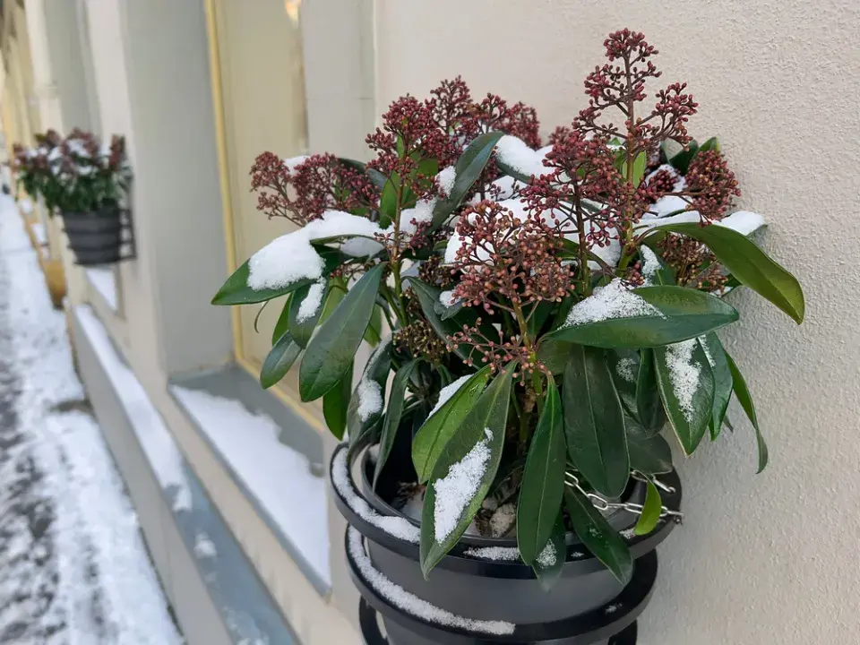 Skimmia